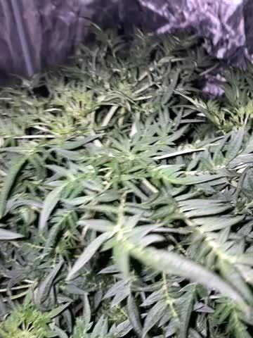 Freak Show Humboldt LOVE Blaze Mary Jane