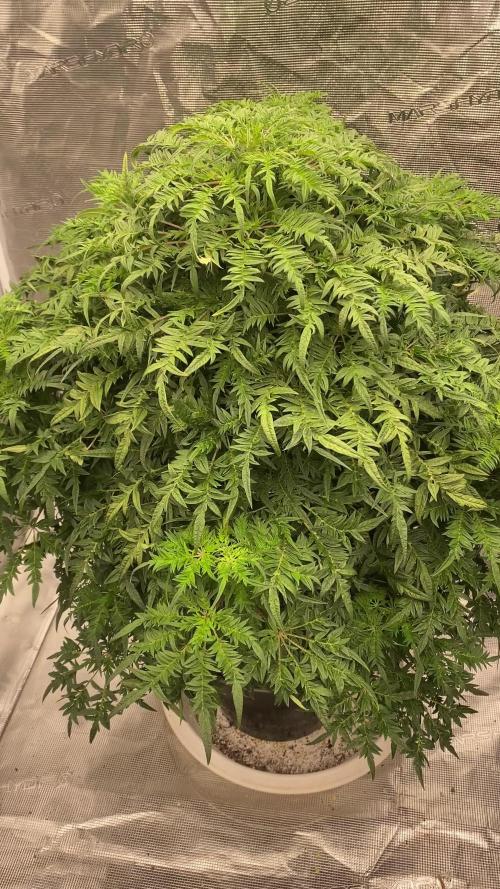 Freak Show Humboldt LOVE Blaze Mary Jane