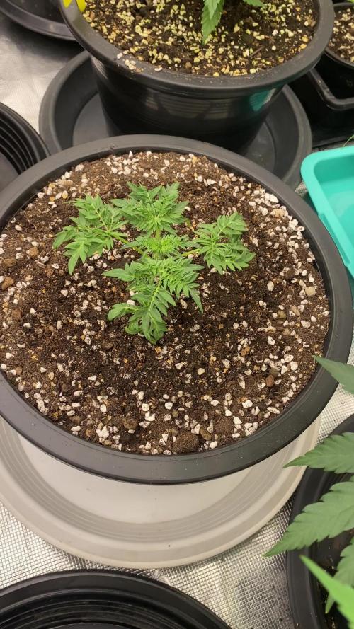 Freak Show Humboldt LOVE Blaze Mary Jane