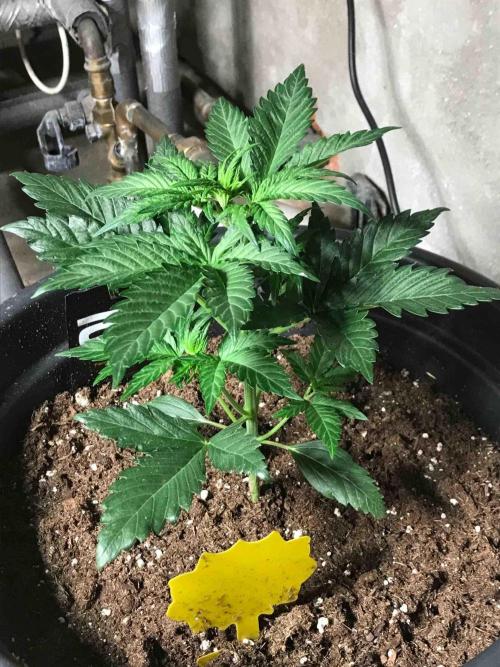 Fast Buds Wedding Cessckake. Week 4 - #1
Tag:27