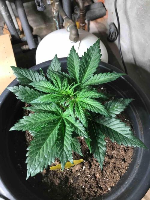 Fast Buds Wedding Cessckake. Week 4 - #1
Tag:27