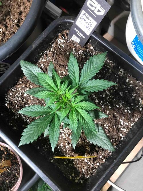 Fast Buds Wedding Cessckake. Week 4 - #2
Tag:27