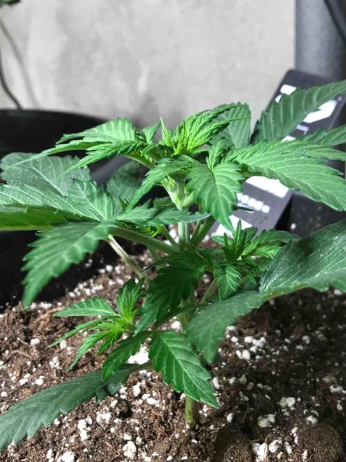 Fast Buds Wedding Cessckake. Week 4 - #2
Tag:27