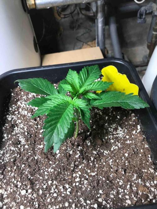 Fast Buds Wedding Cessckake. Week 4 - #3
Tag:27