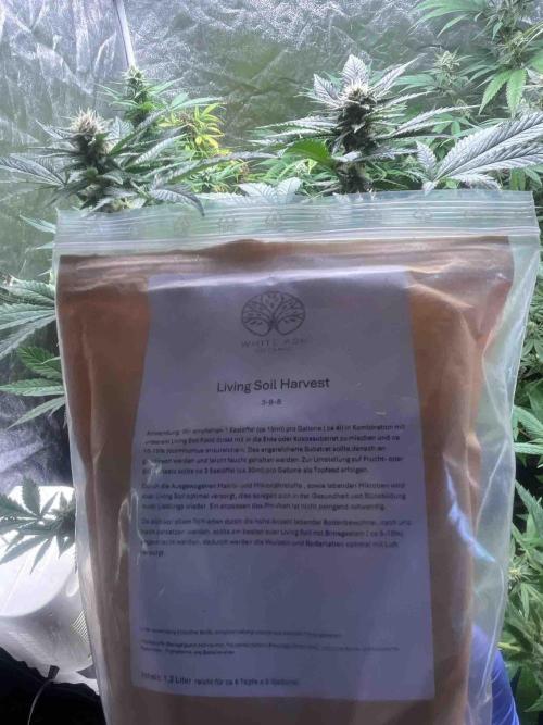 Seedstockers Fruit Cake Test. Week 19