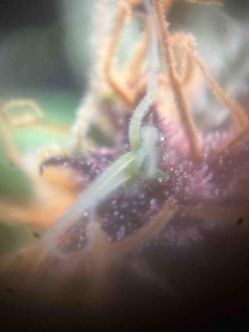 Seedstockers Fruit Cake Test. Week 19