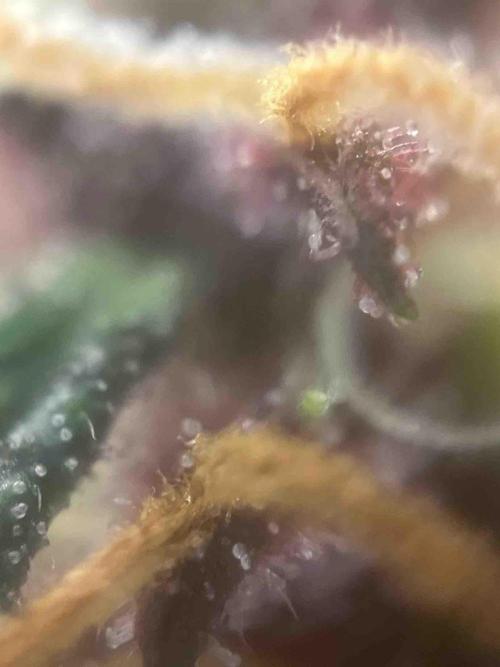 Seedstockers Fruit Cake Test. Week 19