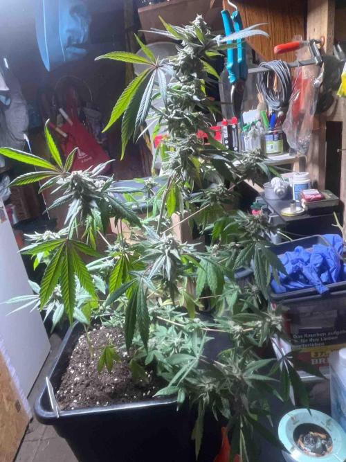 Seedstockers Fruit Cake Test. Week 19