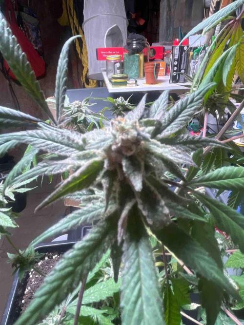 Seedstockers Fruit Cake Test. Week 19