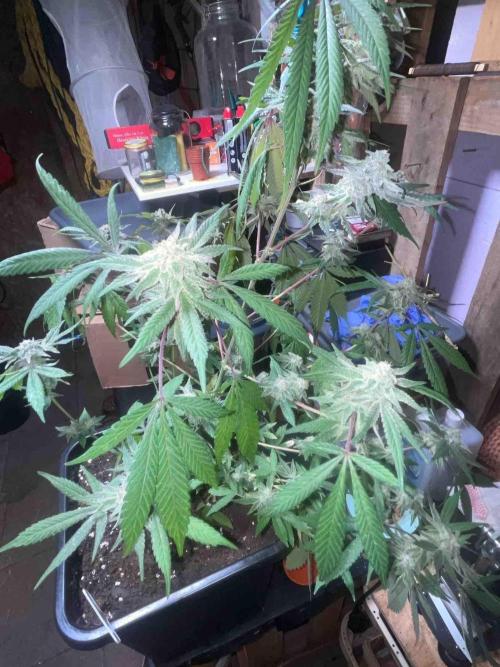 Seedstockers Fruit Cake Test. Week 19