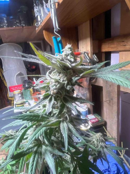 Seedstockers Fruit Cake Test. Week 19