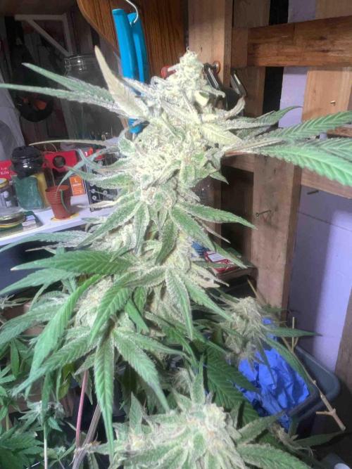 Seedstockers Fruit Cake Test. Week 19