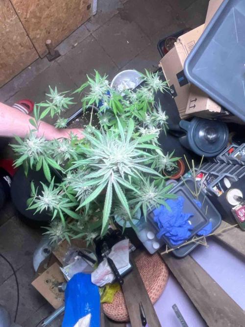 Seedstockers Fruit Cake Test. Week 19