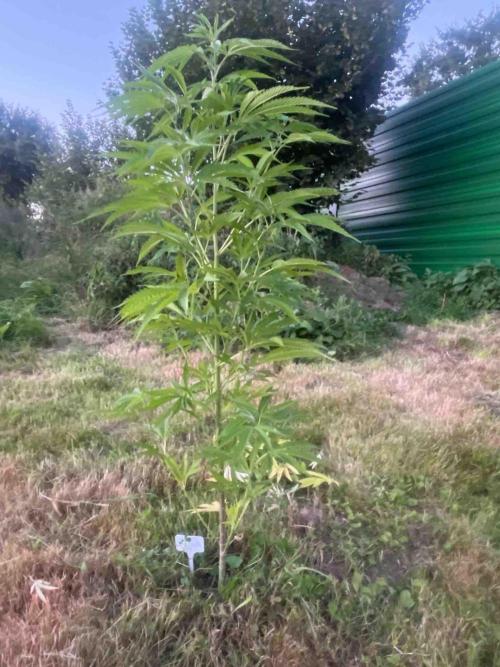 Seedstockers Fruit Cake Test. Week 20 - #4