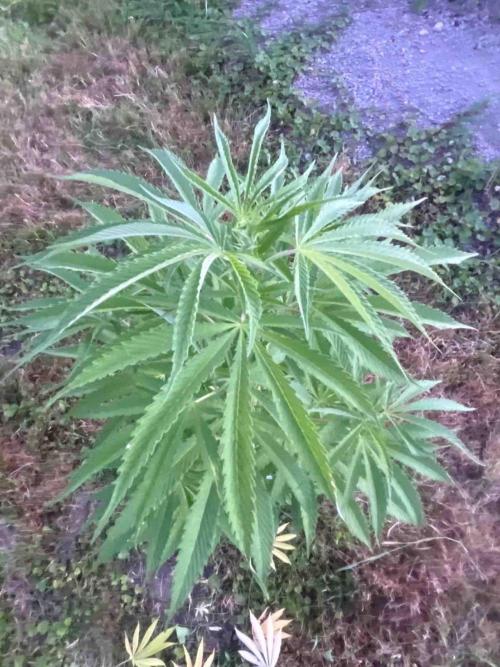 Seedstockers Fruit Cake Test. Week 20 - #4