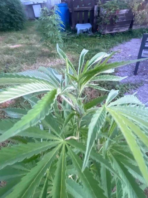 Seedstockers Fruit Cake Test. Week 20 - #4