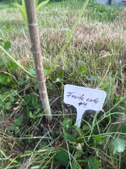 Seedstockers Fruit Cake Test. Week 20 - #4