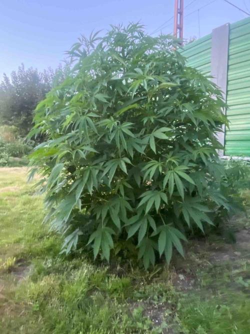 Seedstockers Fruit Cake Test. Week 20 - #6