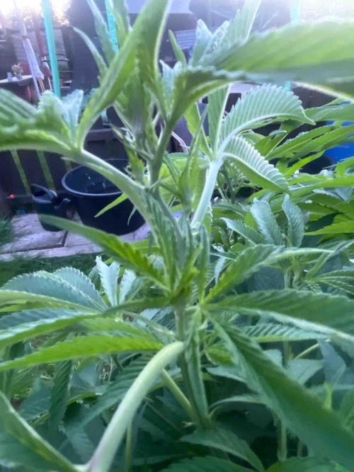 Seedstockers Fruit Cake Test. Week 20 - #6