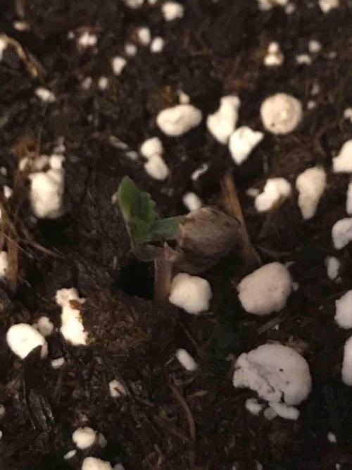 Ganja Farmer Grow Report. Week 0 - Mendo Breath #1