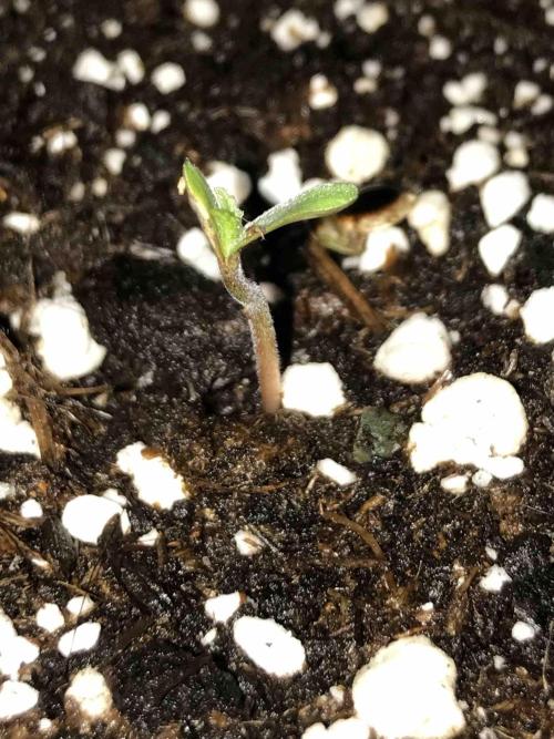 Ganja Farmer Grow Report. Week 0 - Mendo Breath #1