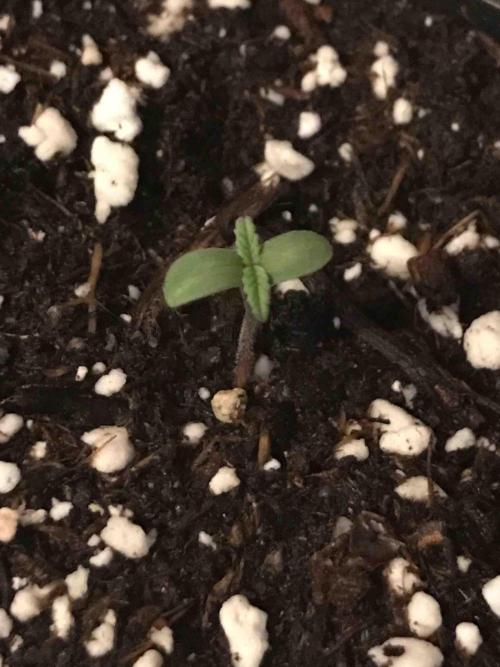 Ganja Farmer Grow Report. Week 0 - Mendo Breath #2