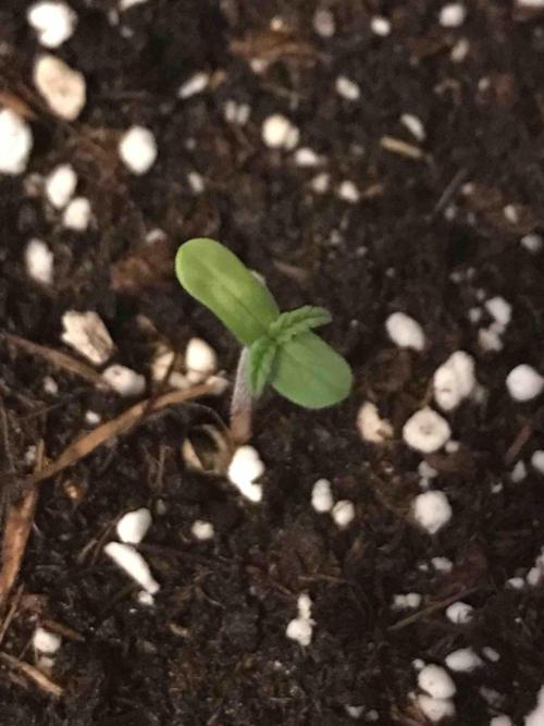 Ganja Farmer Grow Report. Week 0 - Mendo Breath #3