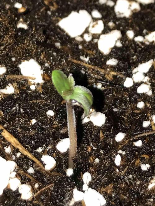 Ganja Farmer Grow Report. Week 0 - Godfather OG #2