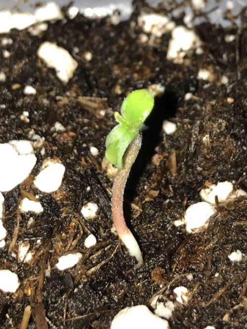 Ganja Farmer Grow Report. Week 0 - Godfather OG #3