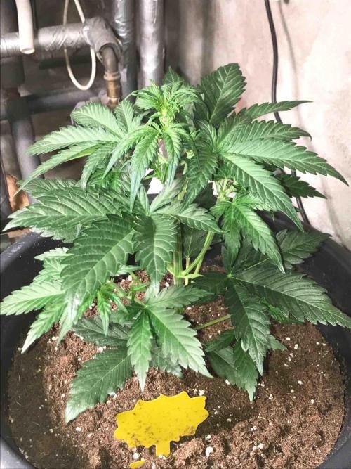 Fast Buds Wedding Cessckake. Week 5 - #1
Tag:30