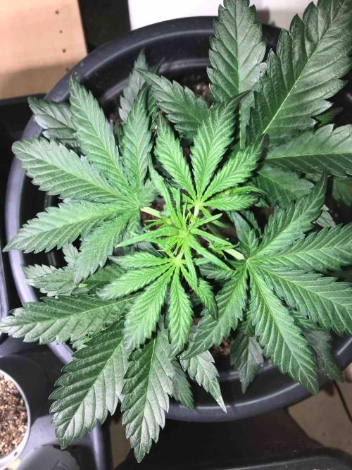 Fast Buds Wedding Cessckake. Week 5 - #1
Tag:30