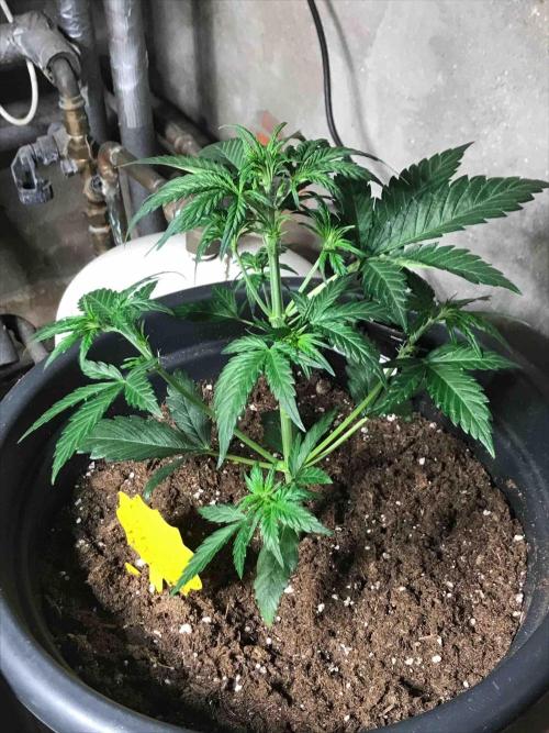 Fast Buds Wedding Cessckake. Week 5 - #1
Tag:30