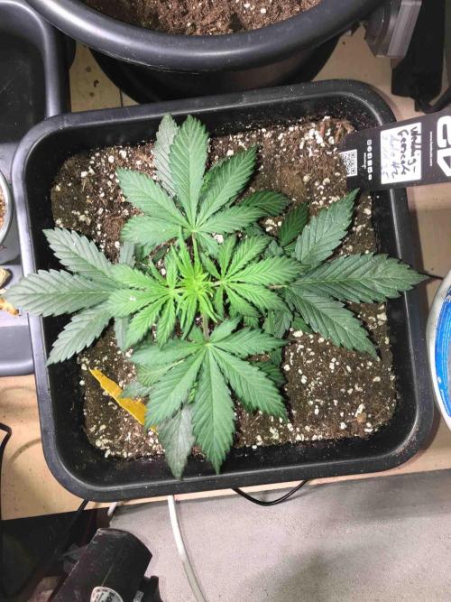 Fast Buds Wedding Cessckake. Week 5 - #2
Tag:30