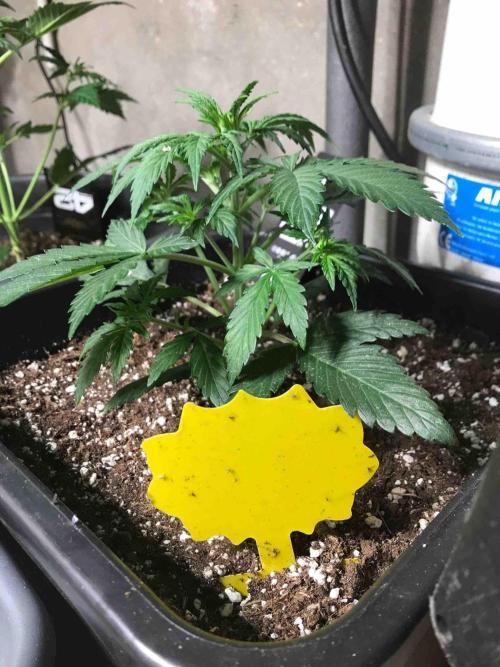 Fast Buds Wedding Cessckake. Week 5 - #2
Tag:30