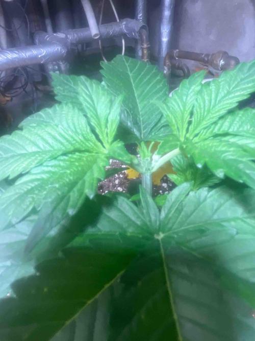 Fast Buds Wedding Cessckake. Week 5 - #3
Tag:30