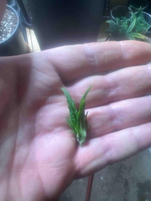 Fast Buds Wedding Cessckake. Week 5 - #3
Tag:30