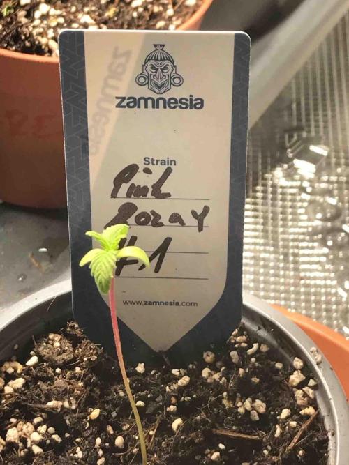 Zamnesia Pink Rozay. Week 3 - #1
Tag:18