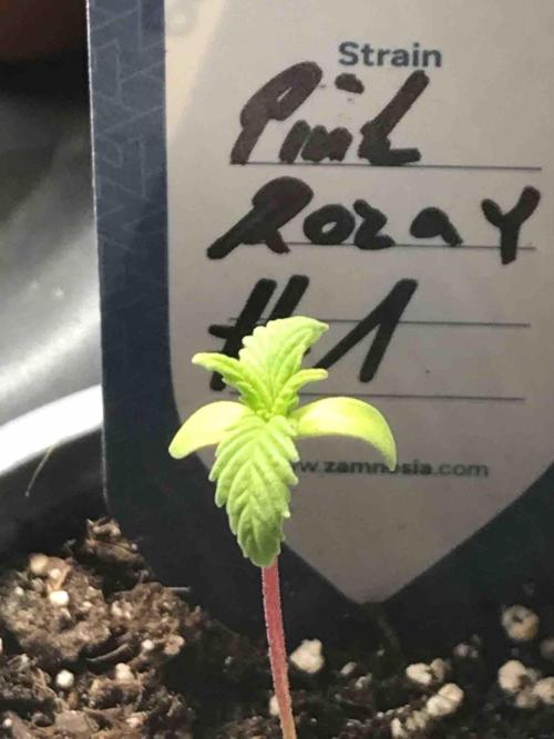 Zamnesia Pink Rozay. Week 3 - #1
Tag:18