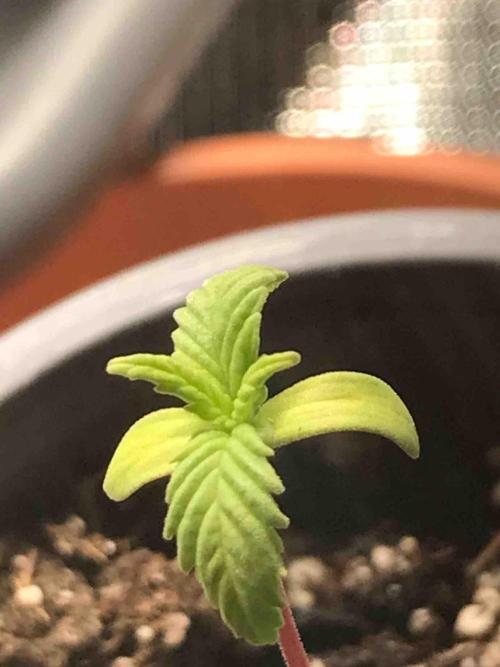 Zamnesia Pink Rozay. Week 3 - #1
Tag:18