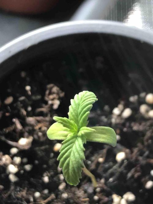 Zamnesia Pink Rozay. Week 3 - #1
Tag:18