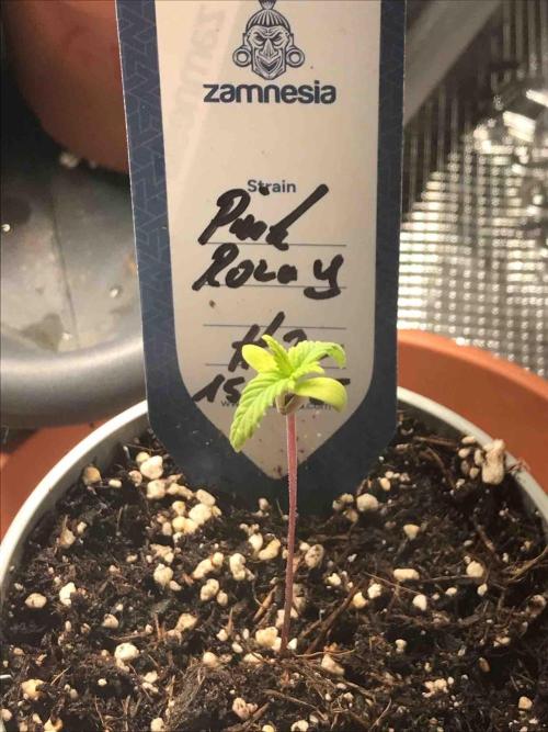 Zamnesia Pink Rozay. Week 3 - #2
Tag:18