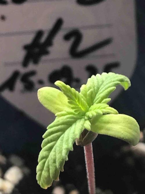 Zamnesia Pink Rozay. Week 3 - #2
Tag:18