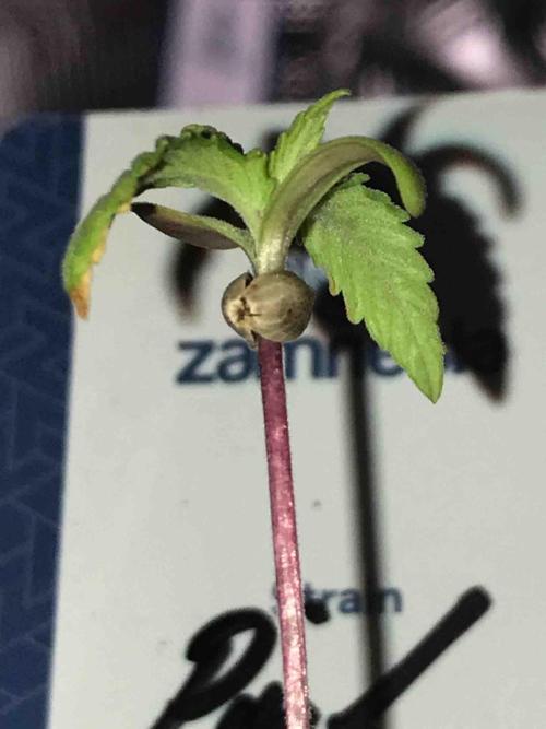 Zamnesia Pink Rozay. Week 3 - #2
Tag:18