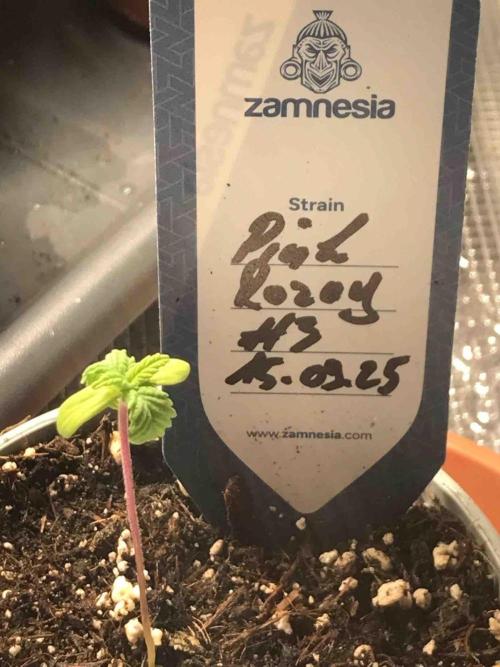 Zamnesia Pink Rozay. Week 3 - #3
Tag:18