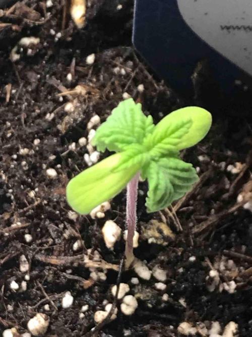 Zamnesia Pink Rozay. Week 3 - #3
Tag:18