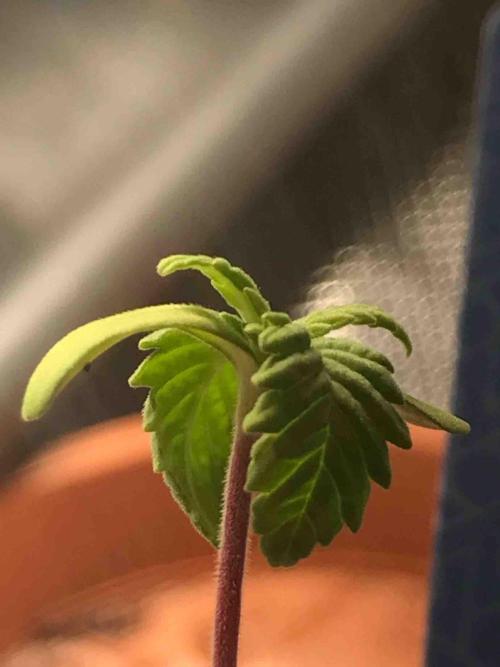 Zamnesia Pink Rozay. Week 3 - #3
Tag:18