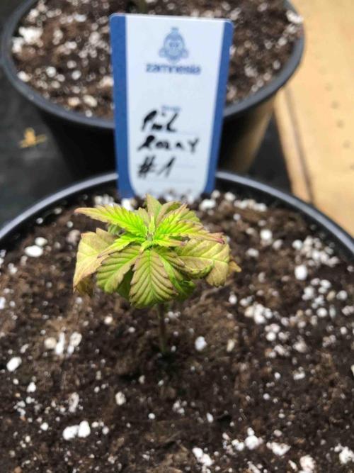 Zamnesia Pink Rozay. Week 8 - #1
Tag:51