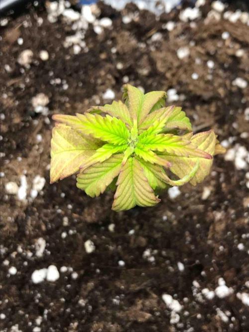 Zamnesia Pink Rozay. Week 8 - #1
Tag:51