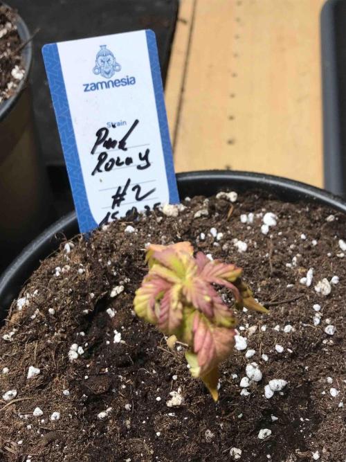 Zamnesia Pink Rozay. Week 8 - #2
Tag:51