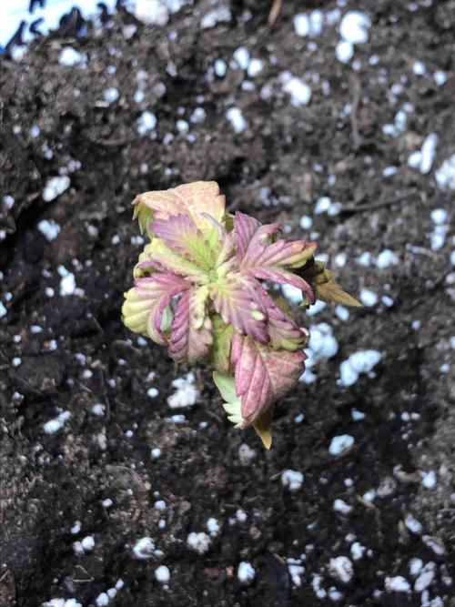 Zamnesia Pink Rozay. Week 8 - #2
Tag:51